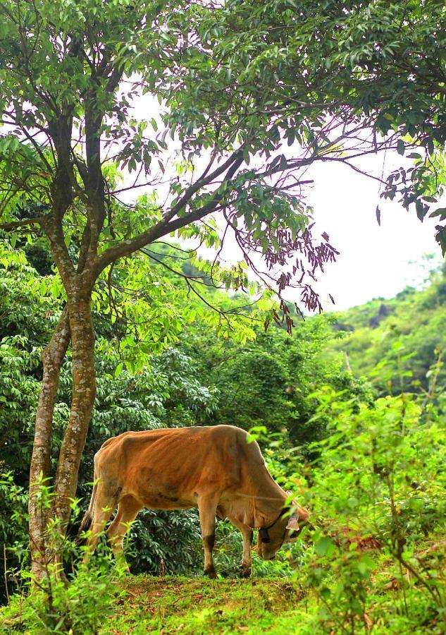 Du Gia Nalien View Homestay Làng Cac Exteriör bild